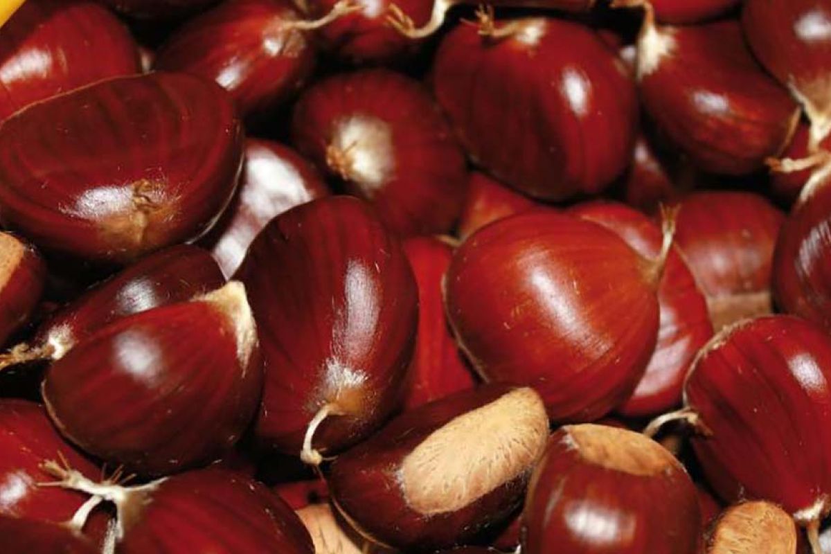 Castagne garfagnana