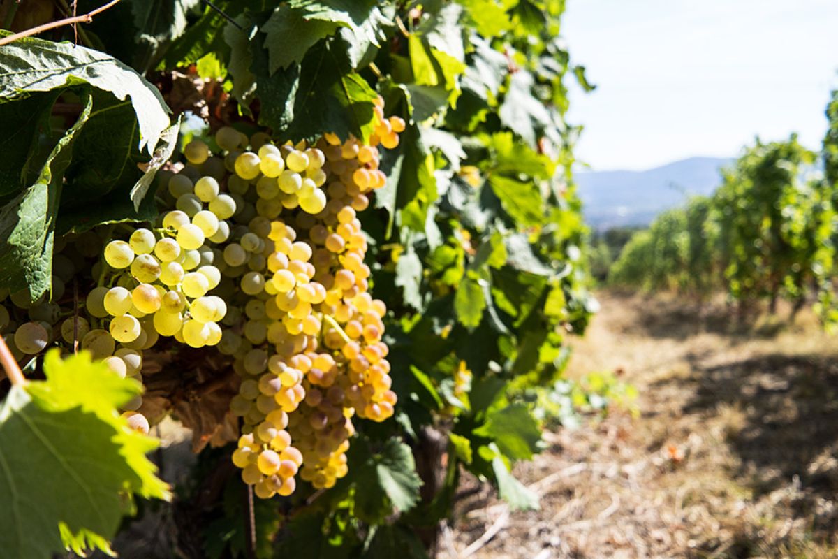 Grappoli di Uva bianca