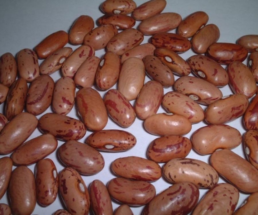 Fagiolo scritto di Lucca