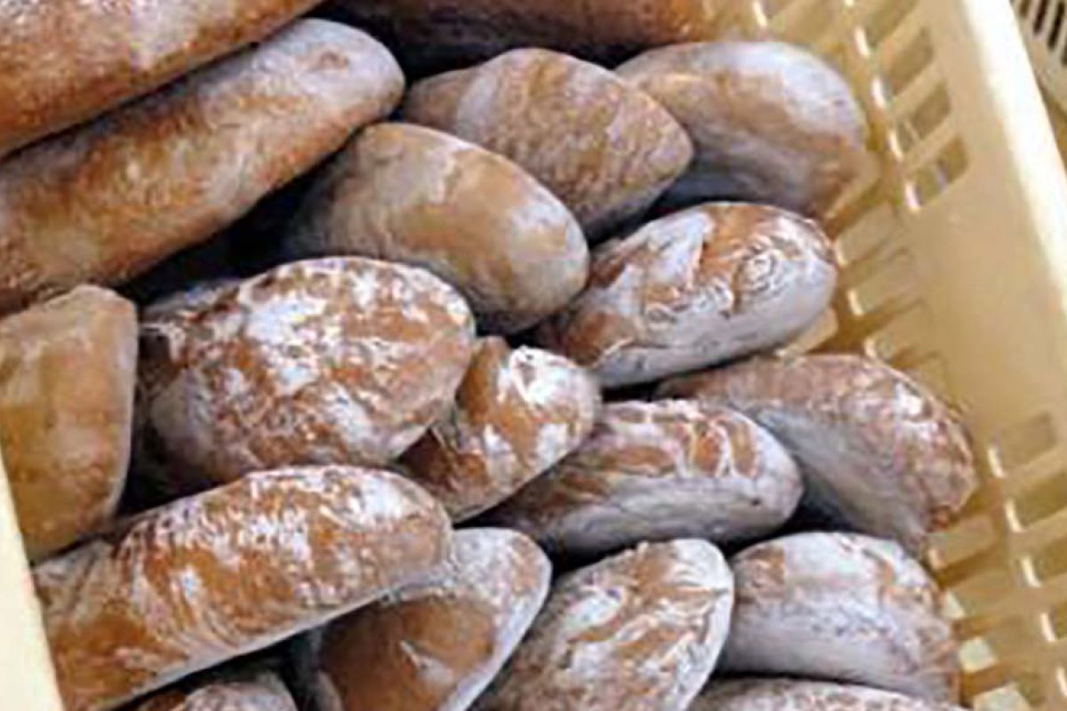 Pane di Altopascio tradizionale