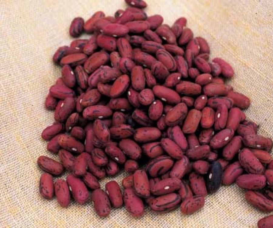 Fagiolo rosso di Lucca