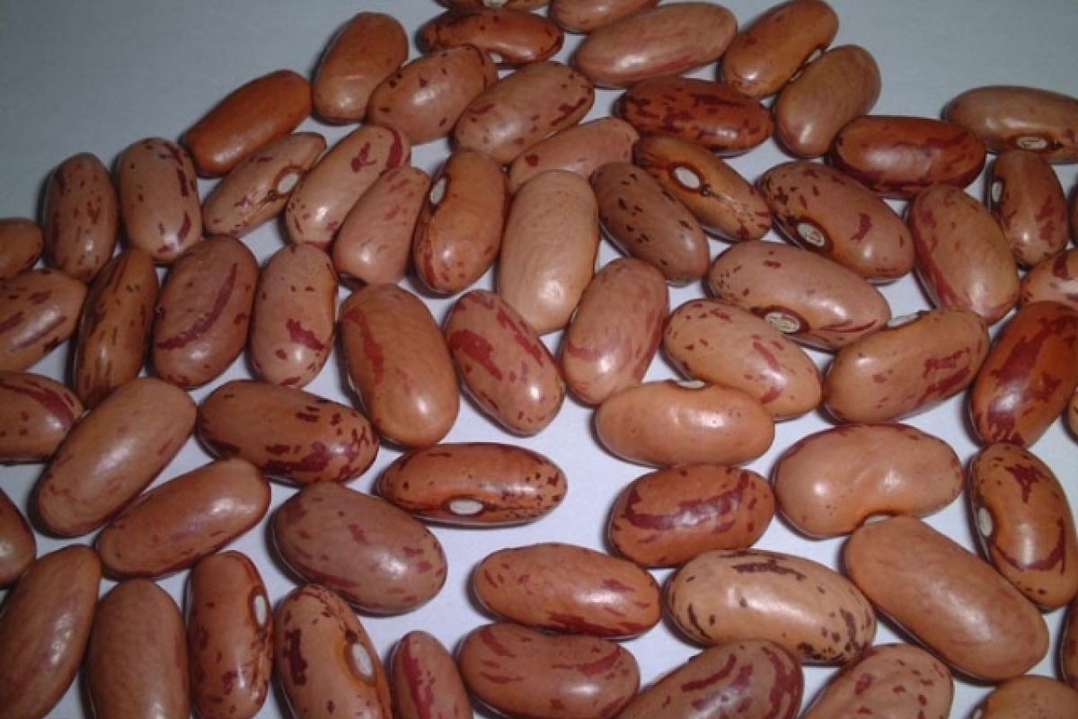 Fagiolo scritto di Lucca