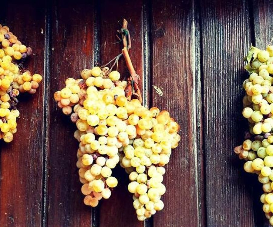 Uva colombana di Peccioli