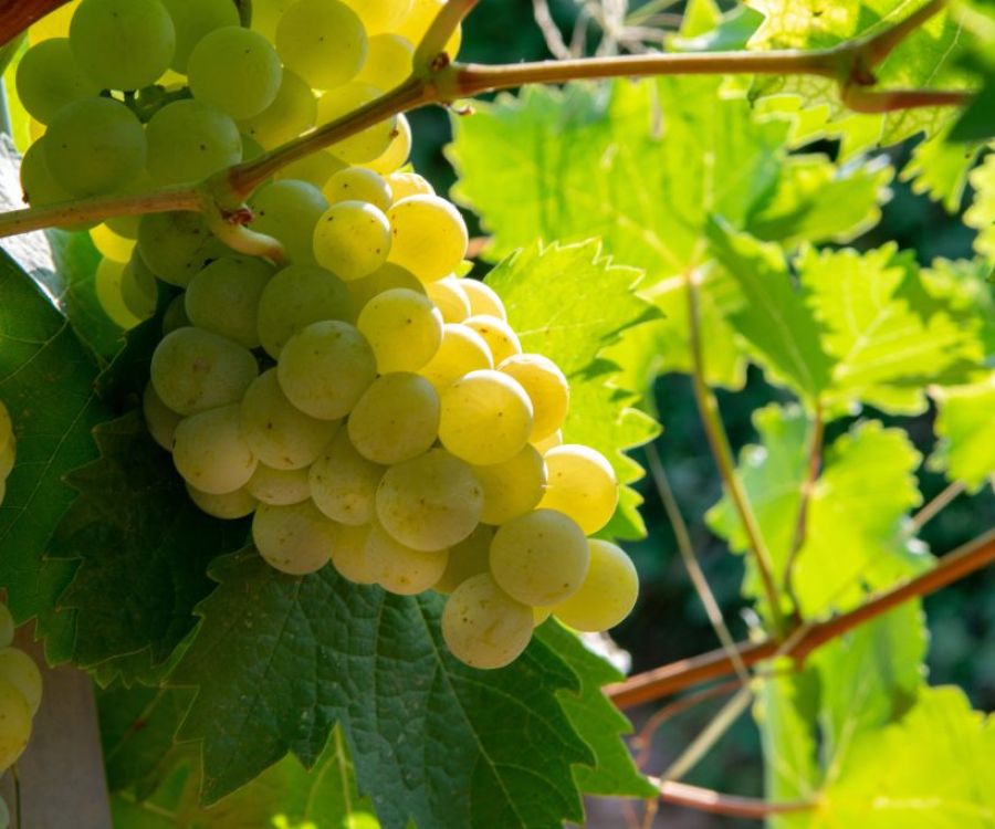 Grappolo di Bianco Pisano