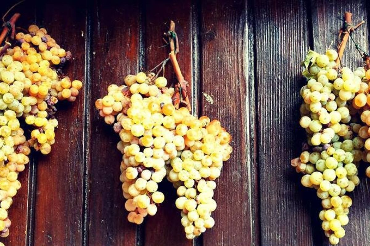 Uva colombana di Peccioli