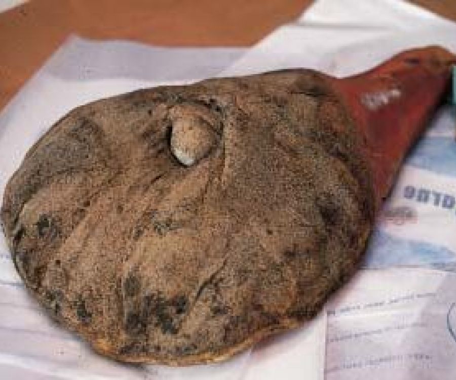 Spalla di maiale pisana