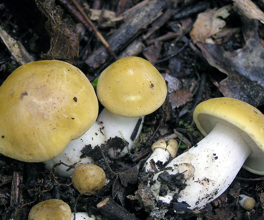 Fungo prugnolo di Castelnuovo Val di Cecina