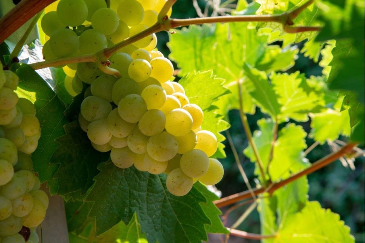 Grappolo di Bianco Pisano