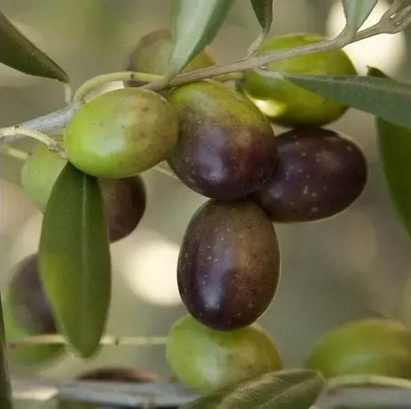 Olio di Madremignola