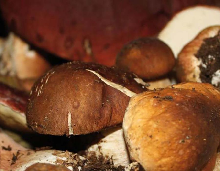 Funghi Porcini