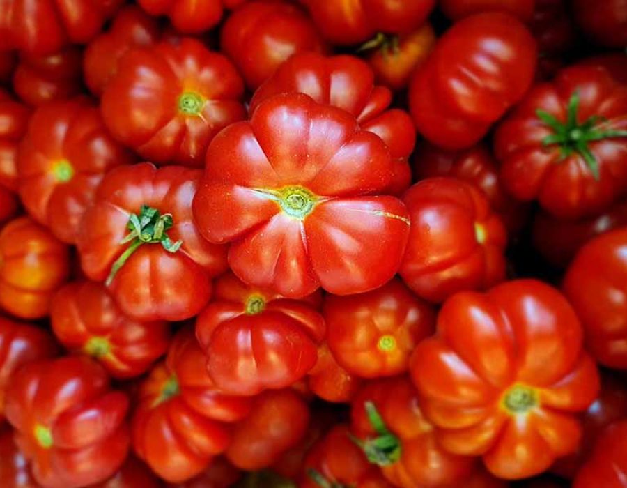 Pomodoro pisanello