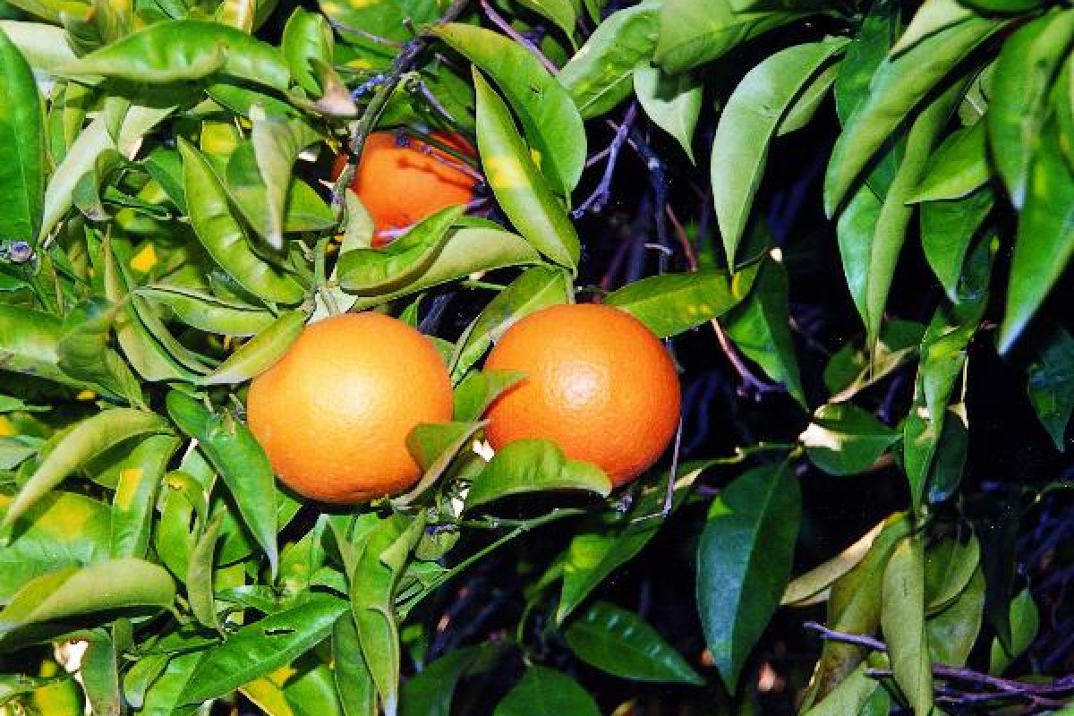arancio massese