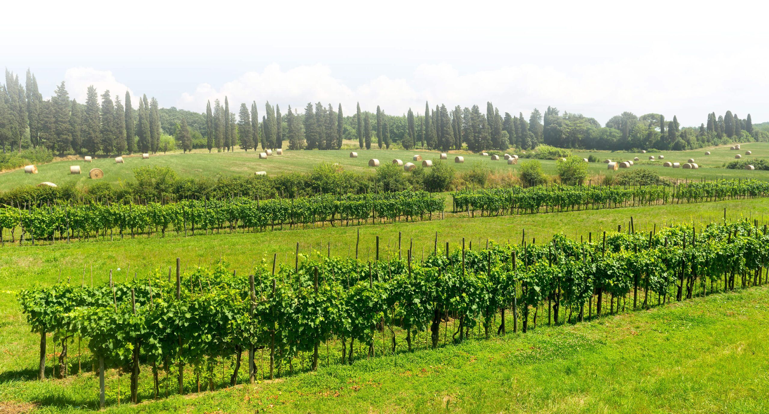 Vitigno Lucchese