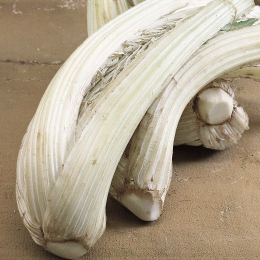 Cardo gigante di Lucca