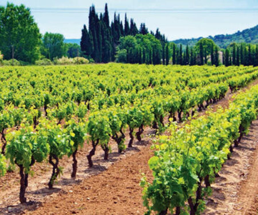 Val di Cornia DOC
