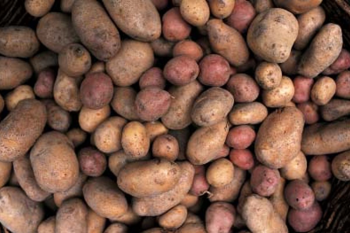 Patata di Zeri