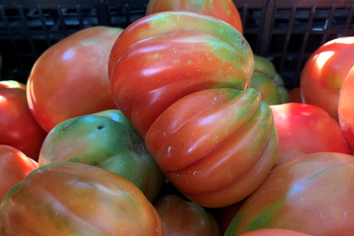 Pomodoro canestrino