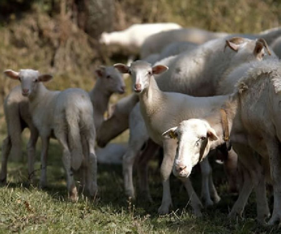 Agnello di Zeri