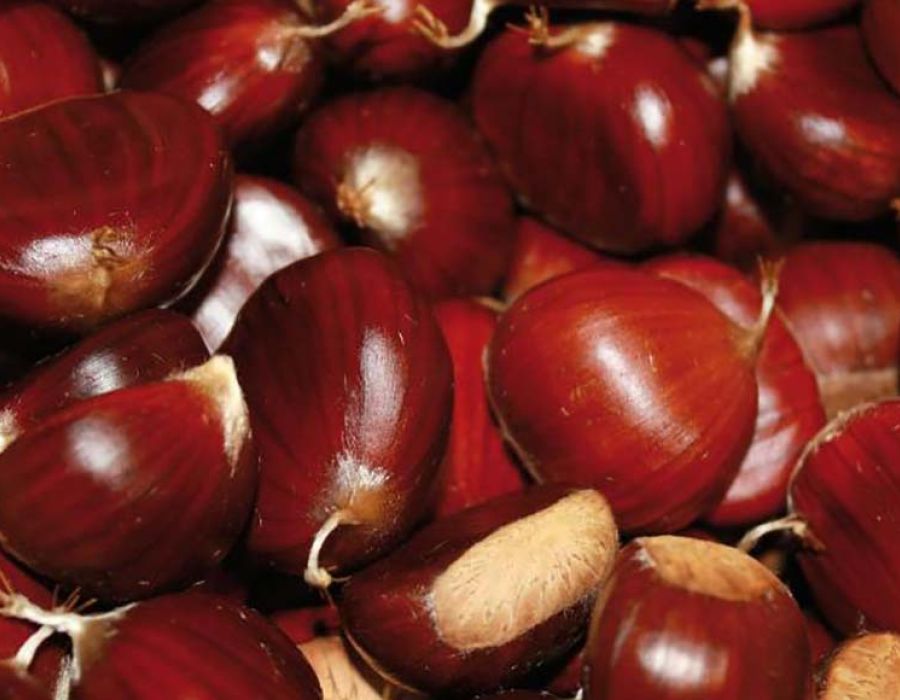 Castagne garfagnana