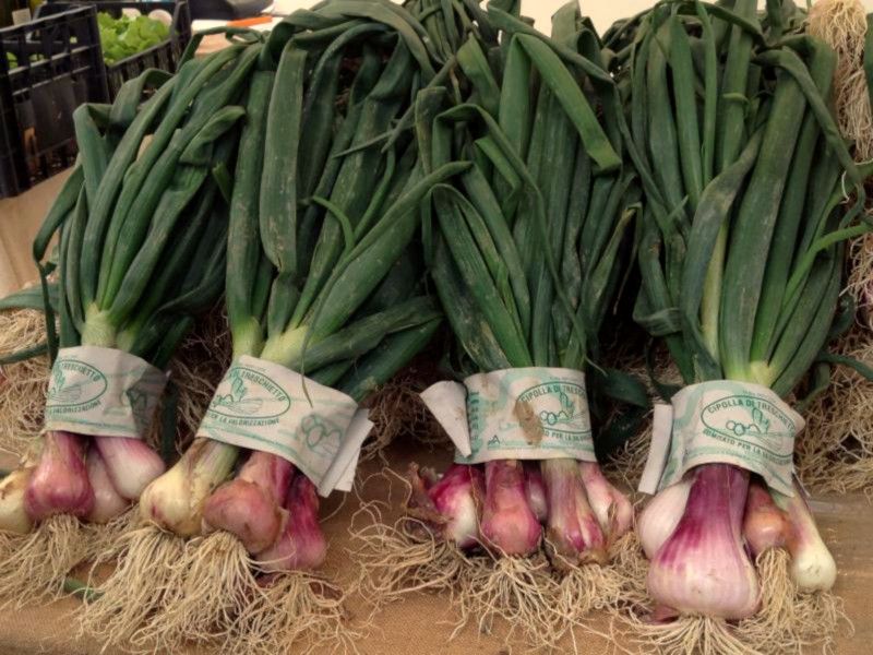 Cipolla di Treschietto