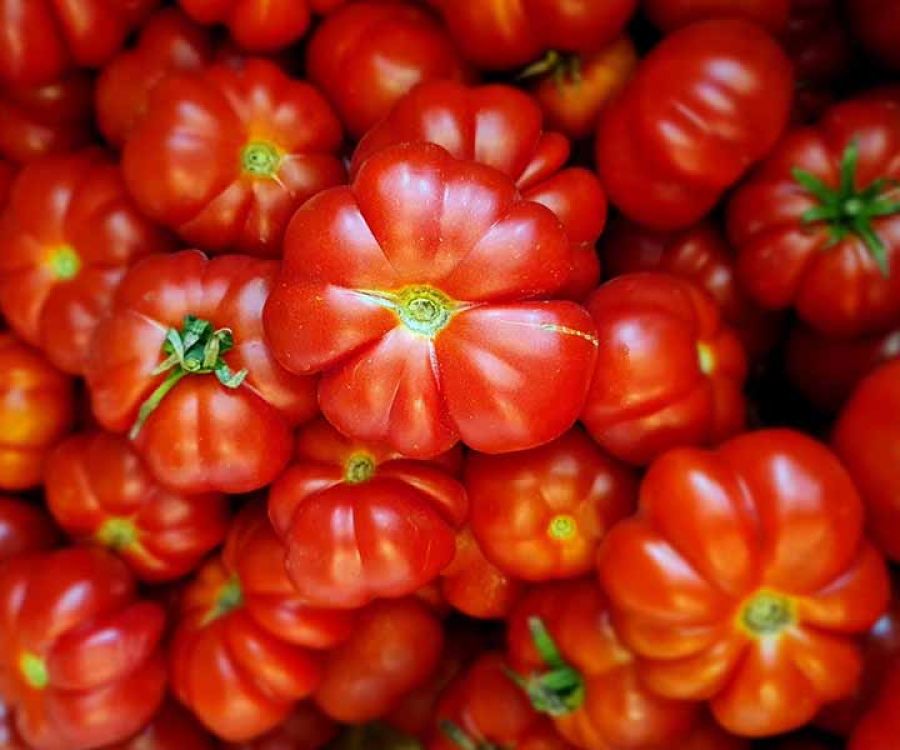 Pomodoro pisanello