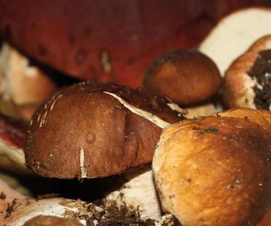 Funghi Porcini
