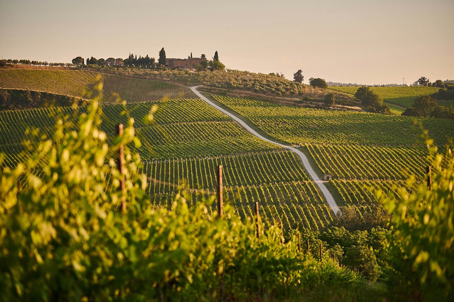 vigneto con panorama sui colli pisani