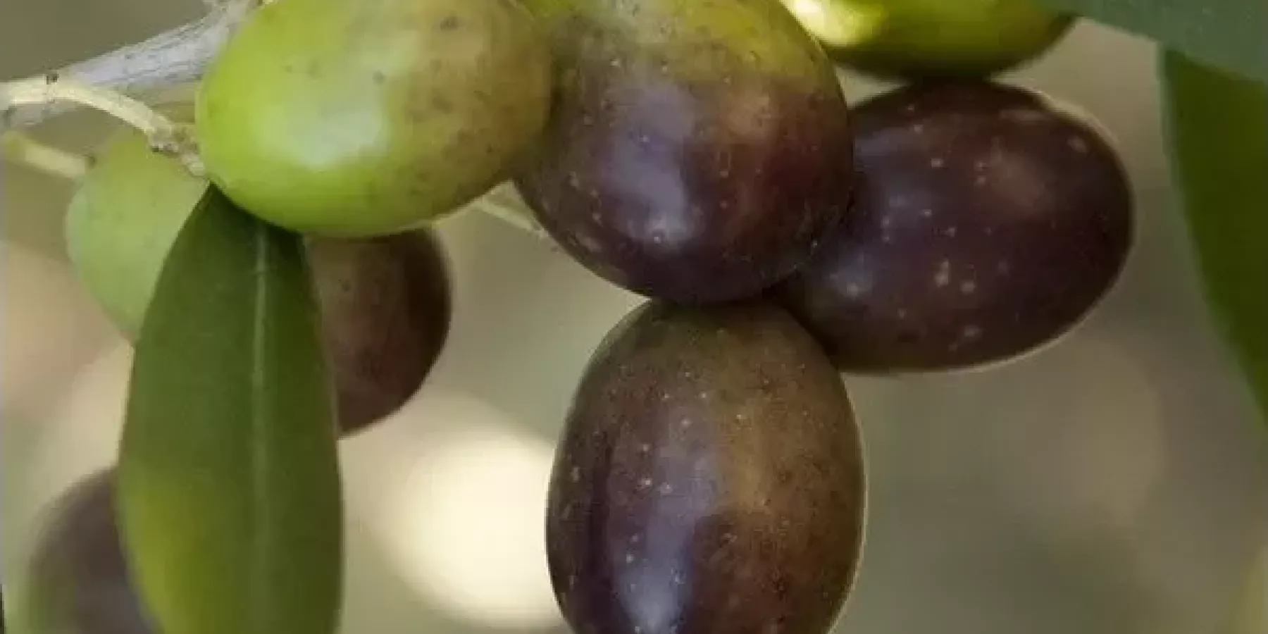 Olio di Madremignola