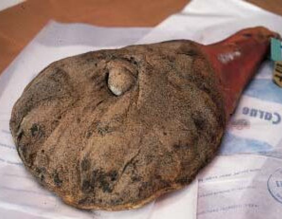 Spalla di maiale pisana