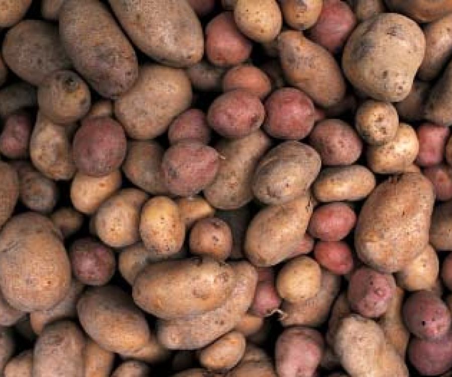 Patata di Zeri