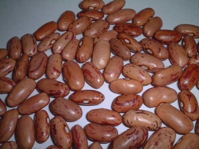 Fagiolo scritto di Lucca