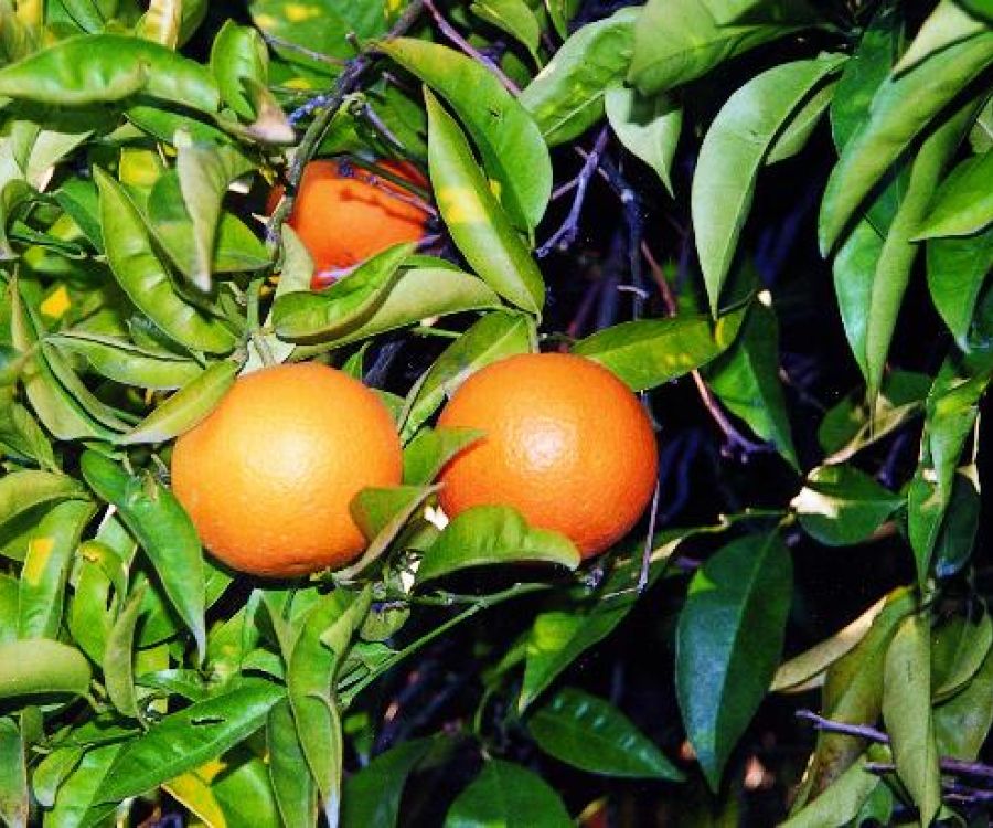 arancio massese