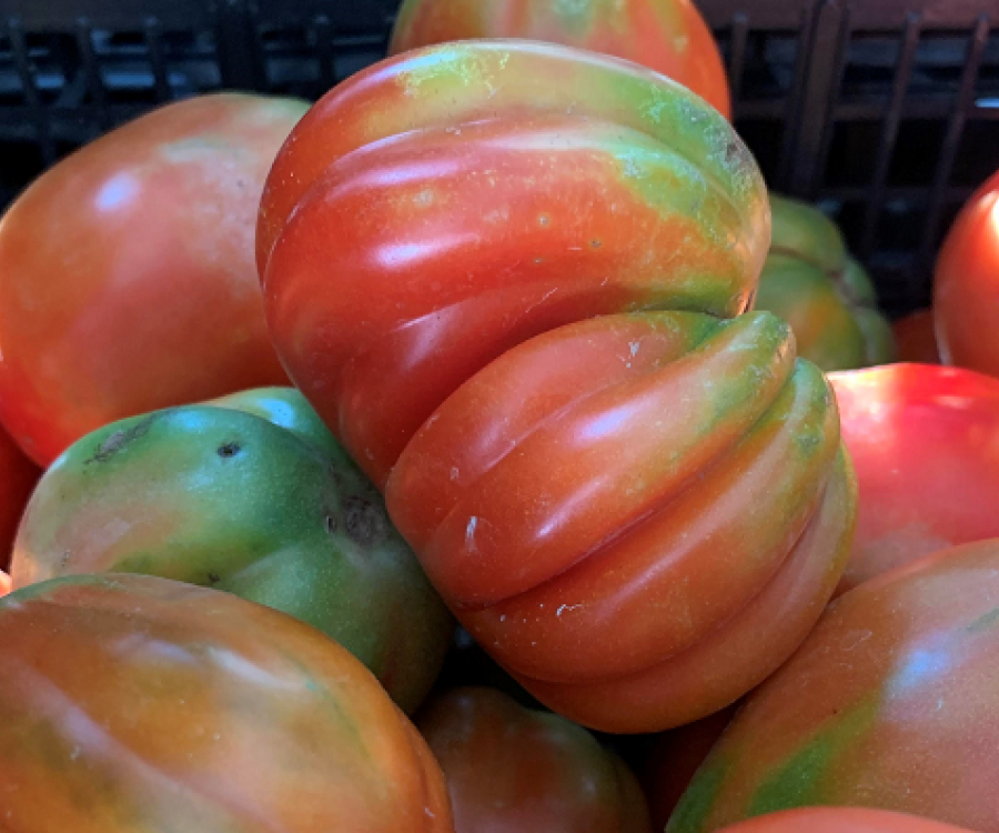Pomodoro canestrino