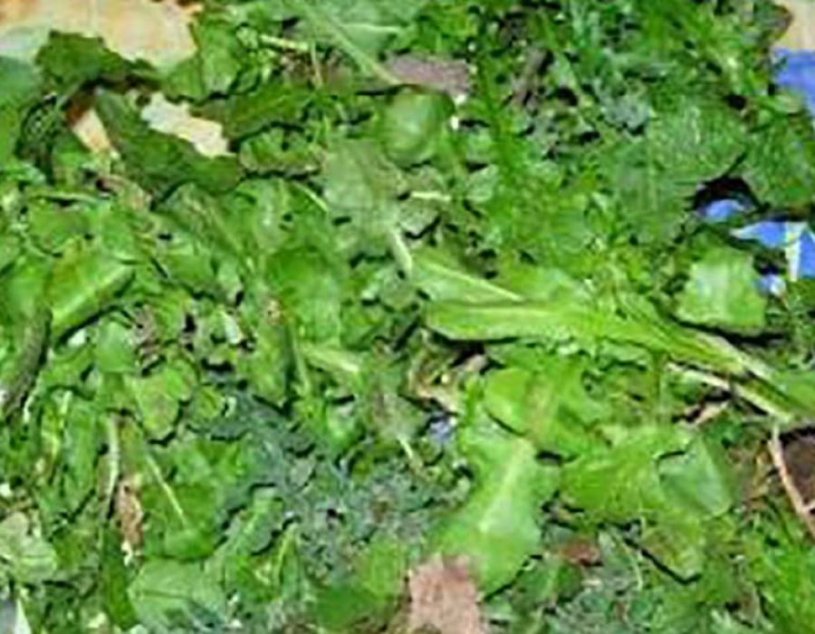 Gli Erbi di campo