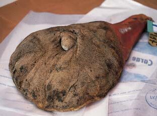 Spalla di maiale pisana