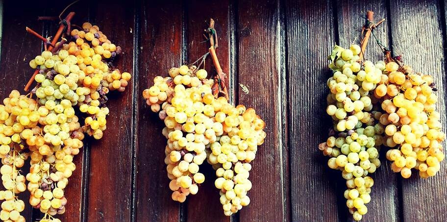 Uva colombana di Peccioli