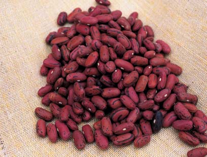 Fagiolo rosso di Lucca