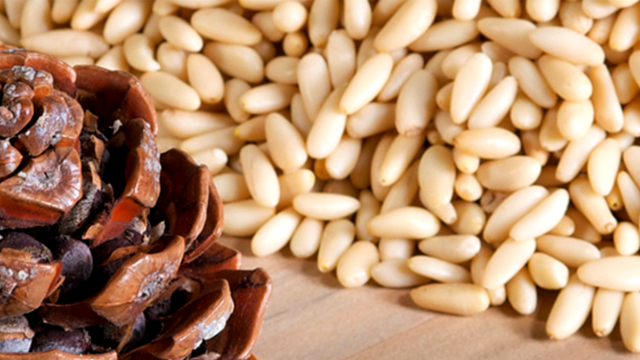 Pinolo del Parco di Migliarino-San Rossore