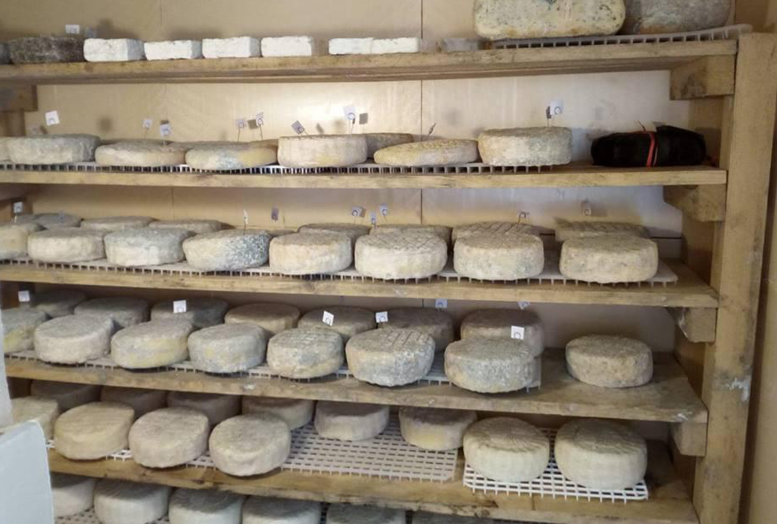 Pecorino della Costa Apuana