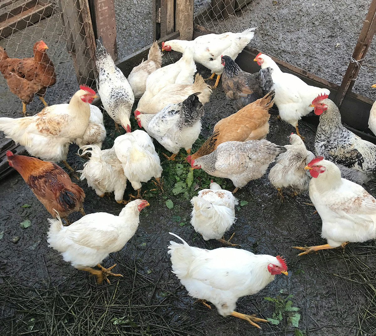 Galline, tipico allevamento lucchese