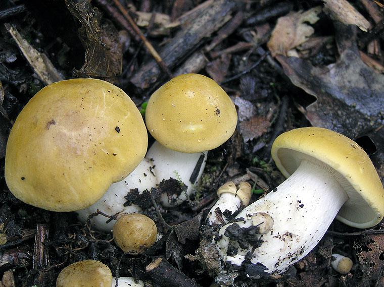Fungo prugnolo di Castelnuovo Val di Cecina