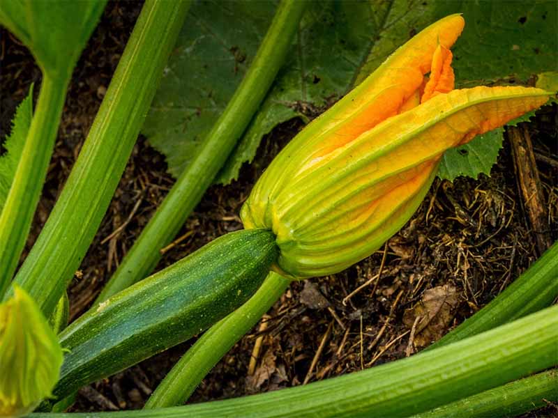 Zucchina mora pisana