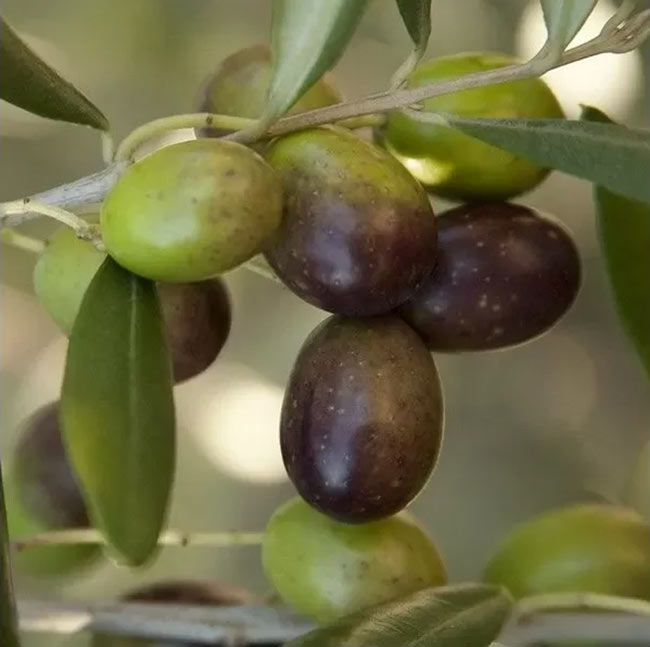 dettaglio olive su albero olivo