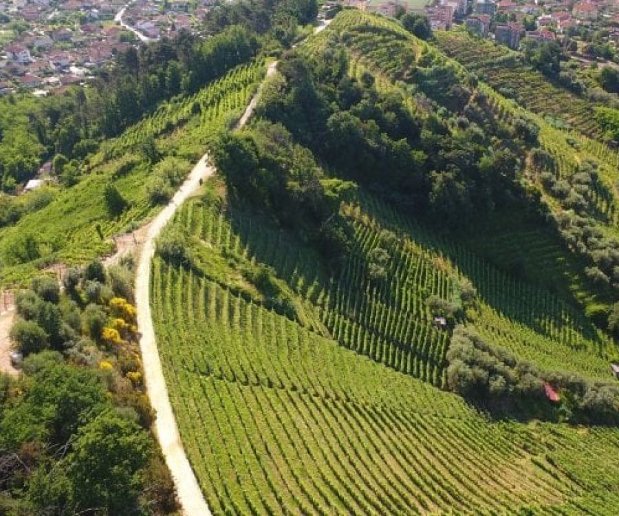 Candia dei colli Apuani