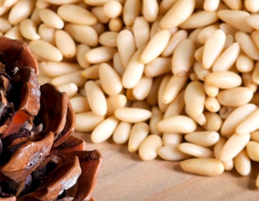 Pinolo del Parco di Migliarino-San Rossore