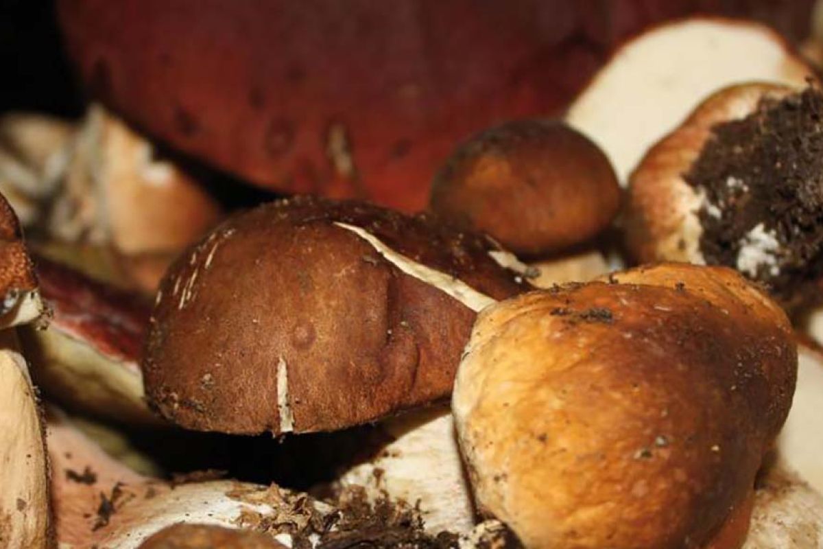Funghi Porcini