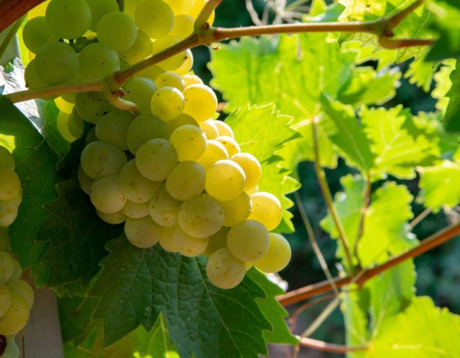 Grappolo di Bianco Pisano