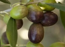 dettaglio olive su albero olivo