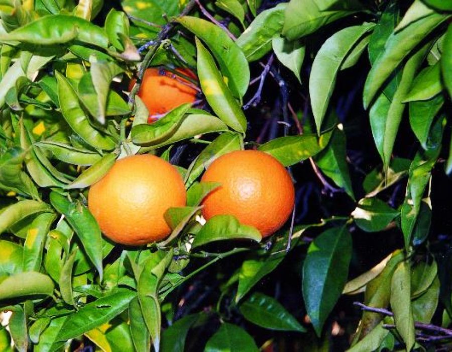 arancio massese