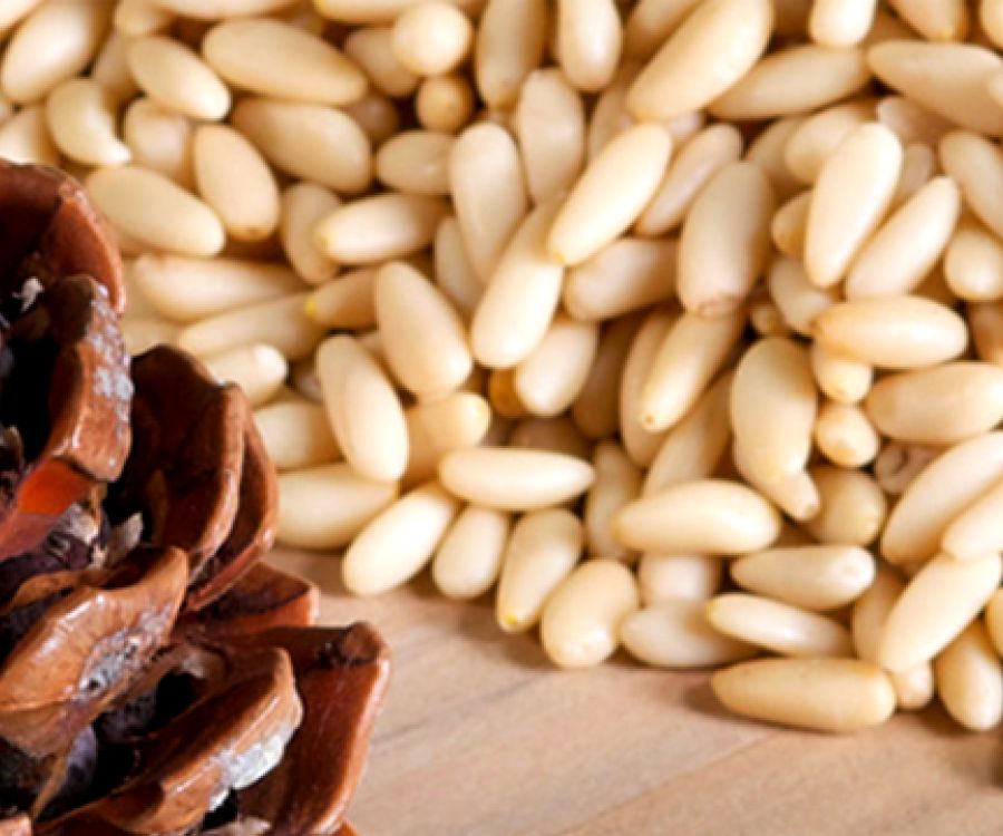 Pinolo del Parco di Migliarino-San Rossore